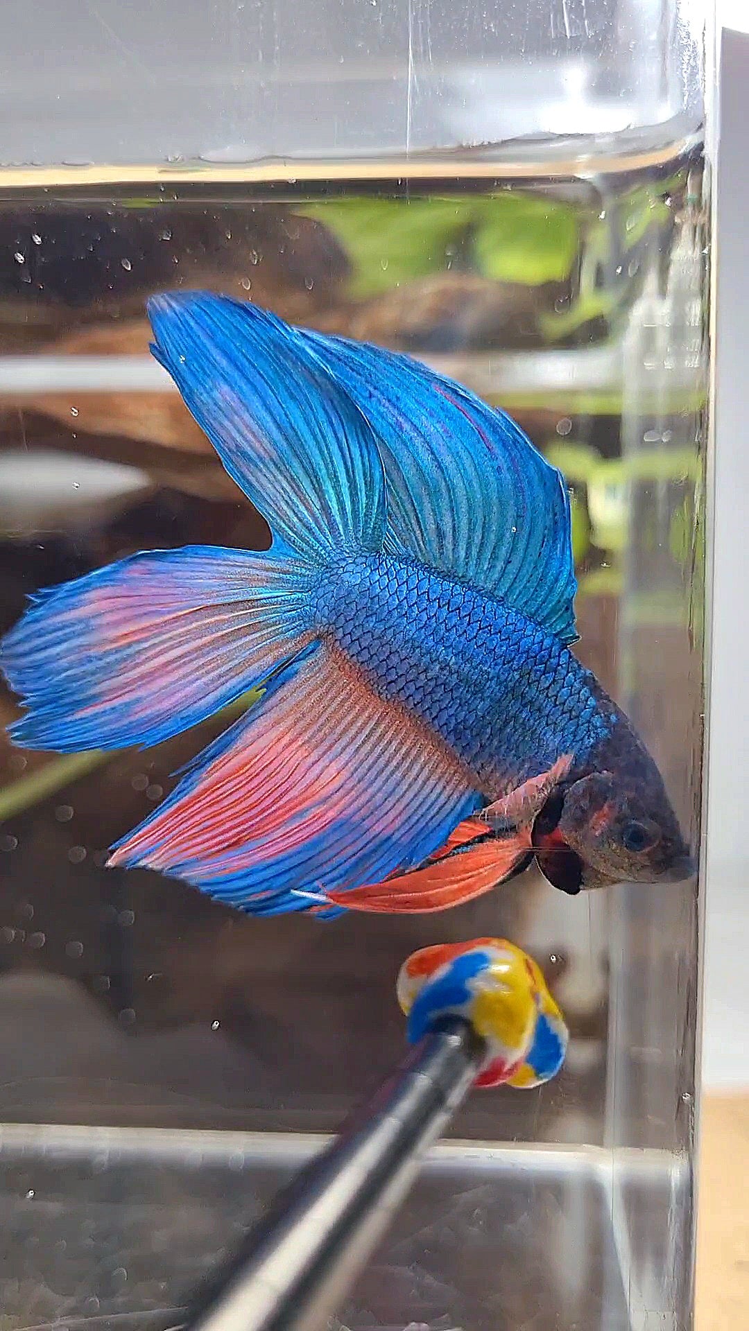 VEILTAIL DOUBLE TAIL BLUE PINK WASH BETTA FISH
