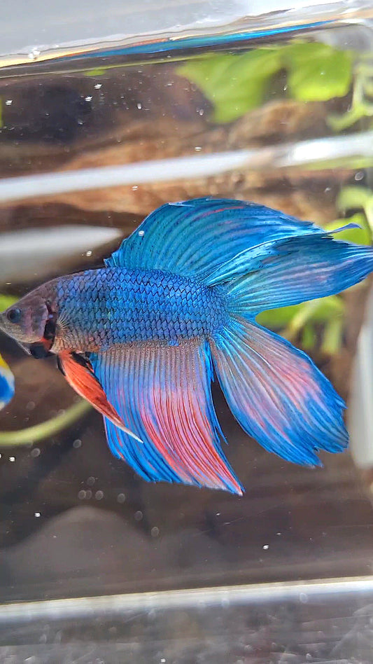 VEILTAIL DOUBLE TAIL BLUE PINK WASH BETTA FISH
