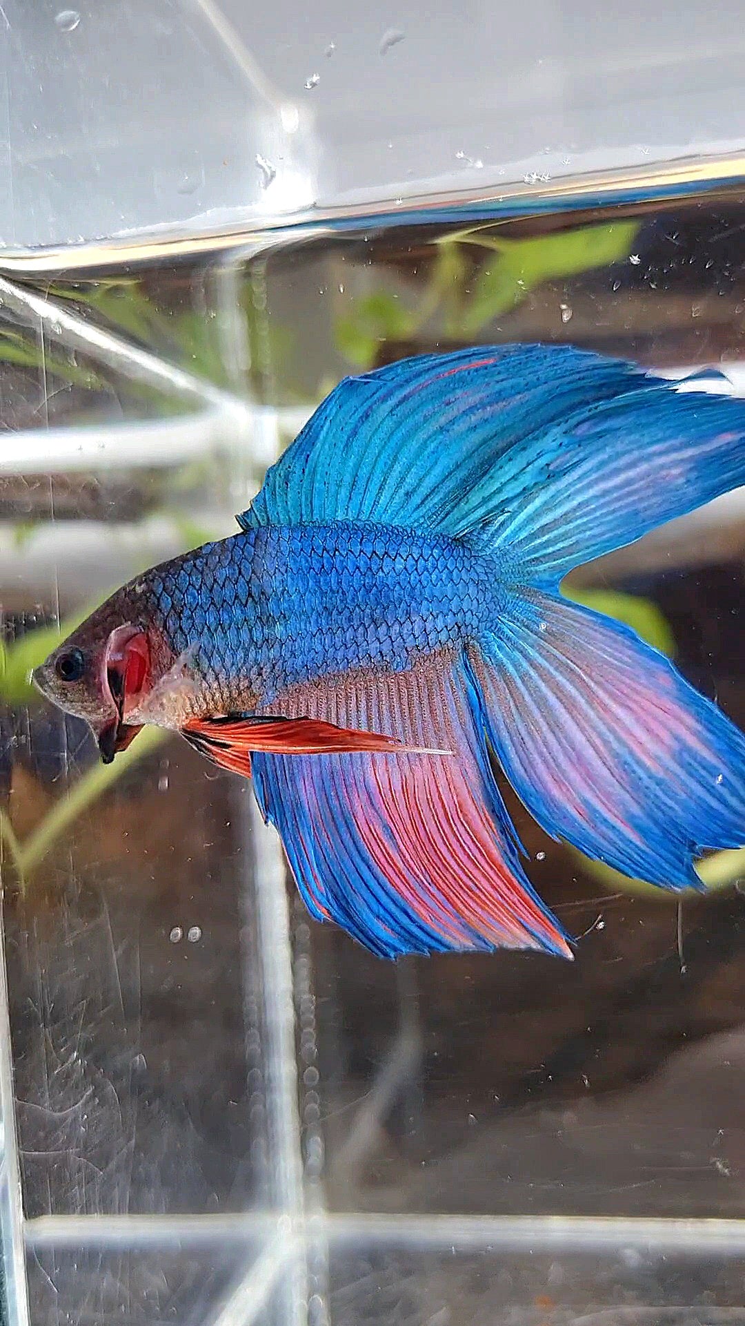 VEILTAIL DOUBLE TAIL BLUE PINK WASH BETTA FISH