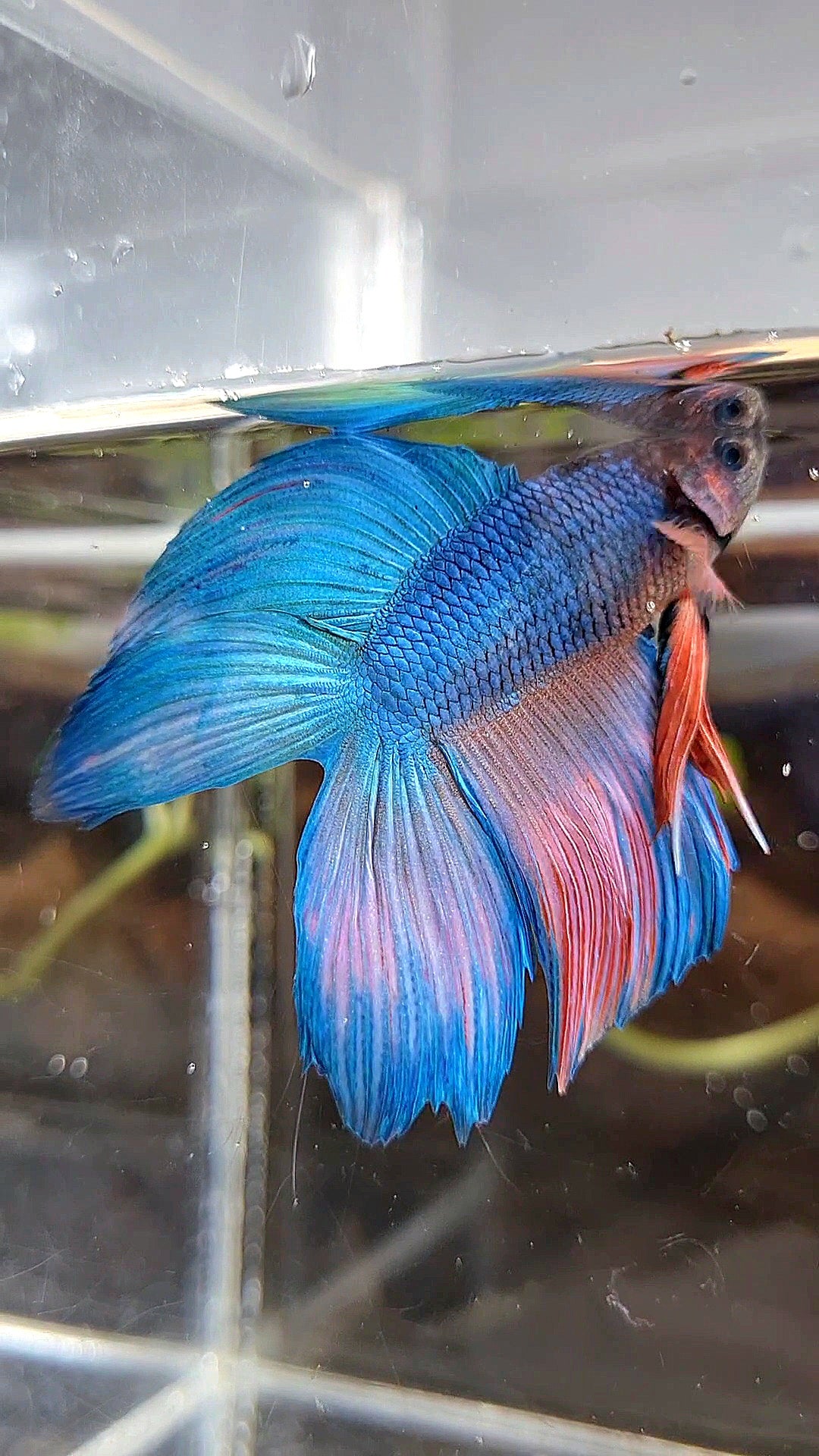 VEILTAIL DOUBLE TAIL BLUE PINK WASH BETTA FISH