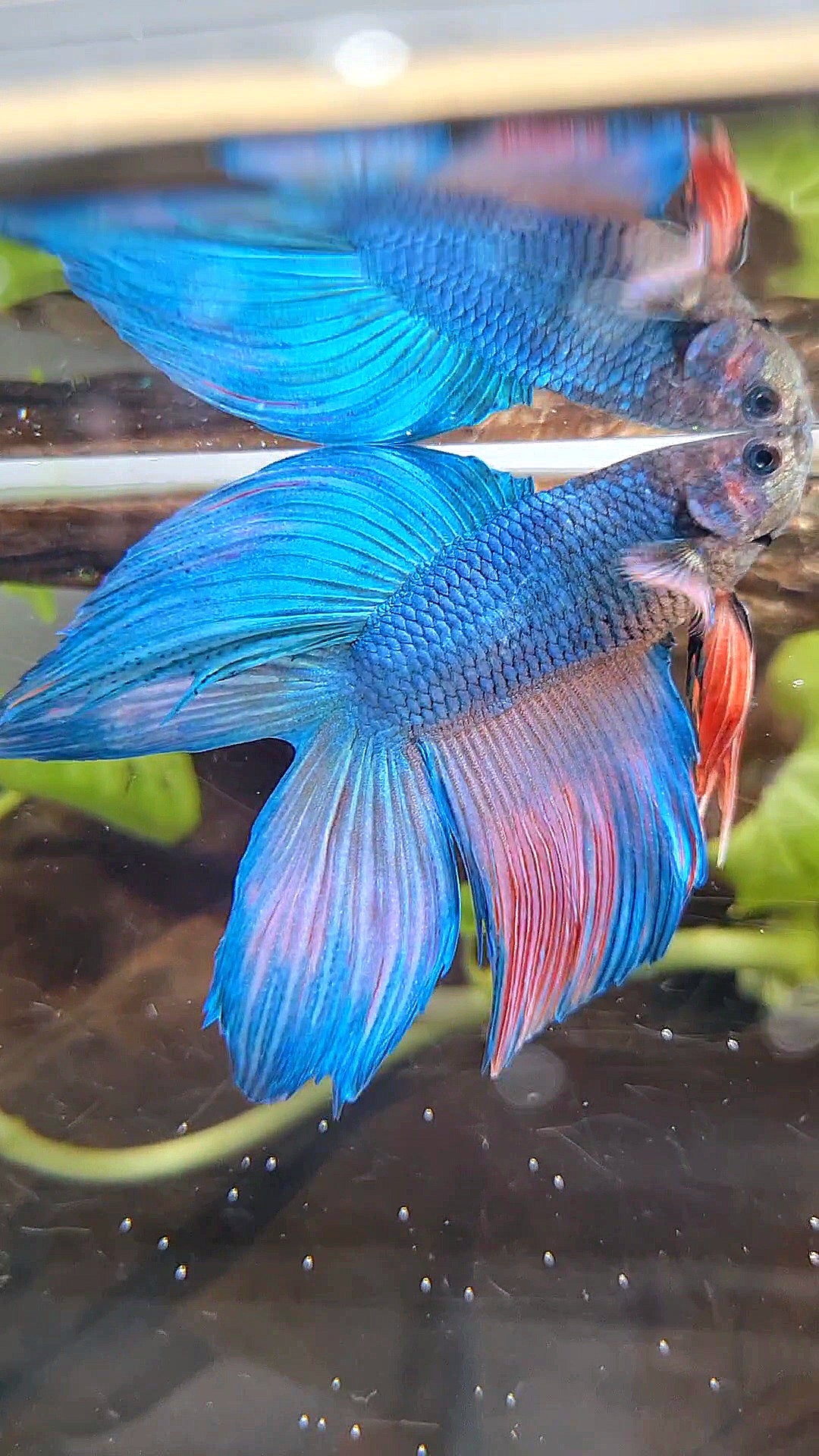 VEILTAIL DOUBLE TAIL BLUE PINK WASH BETTA FISH