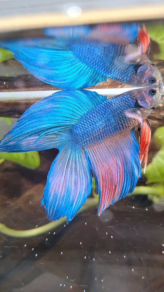 VEILTAIL DOUBLE TAIL BLUE PINK WASH BETTA FISH