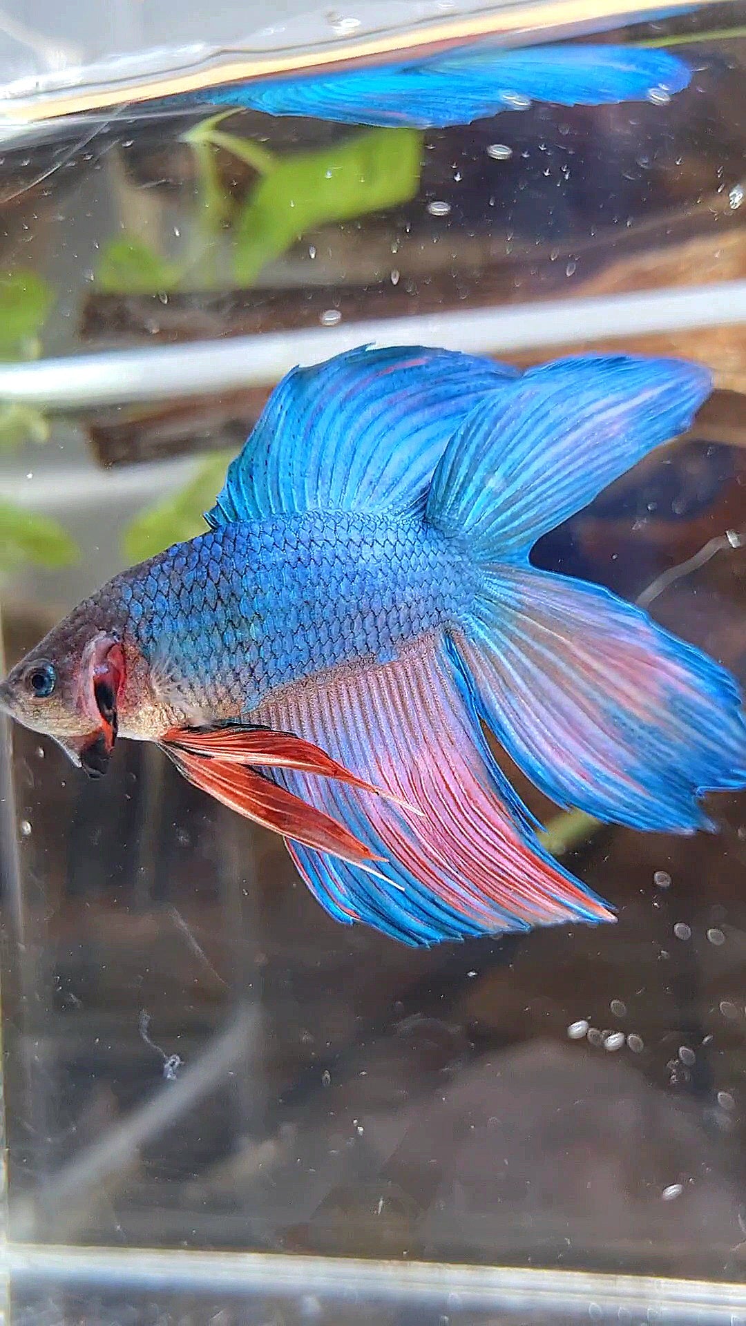 VEILTAIL DOUBLE TAIL BLUE PINK WASH BETTA FISH