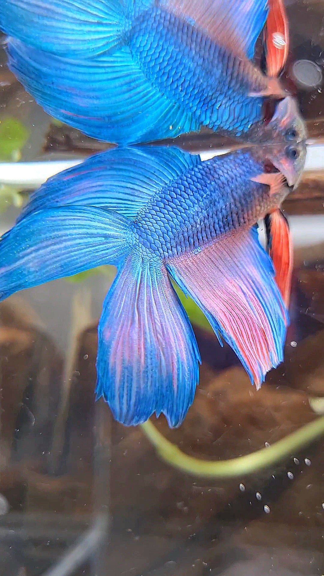 VEILTAIL DOUBLE TAIL BLUE PINK WASH BETTA FISH