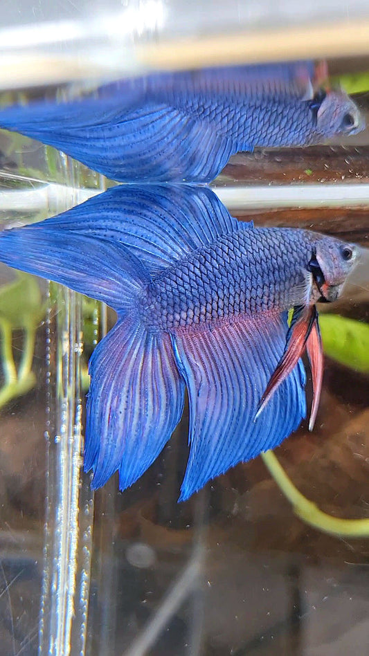 VEILTAIL DOUBLE TAIL BLUE BETTA FISH