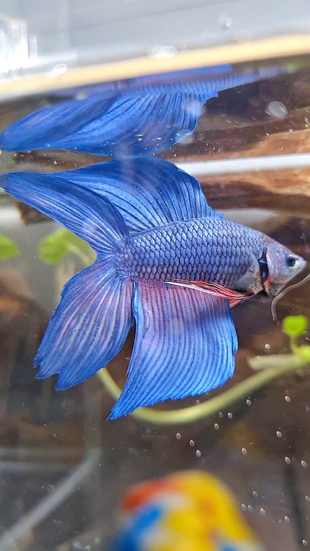 VEILTAIL DOUBLE TAIL BLUE BETTA FISH