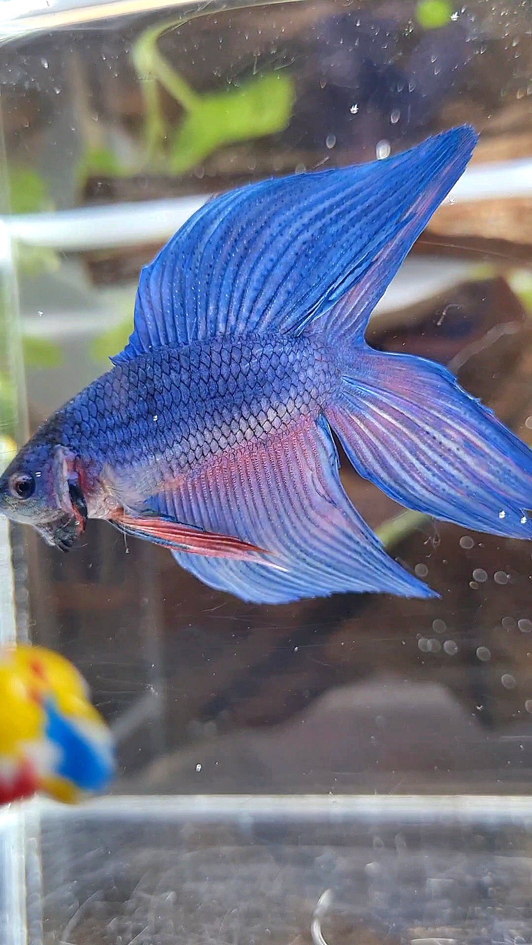 VEILTAIL DOUBLE TAIL BLUE BETTA FISH