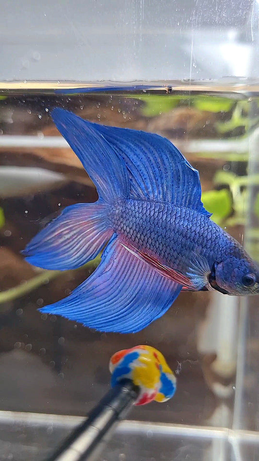 VEILTAIL DOUBLE TAIL BLUE BETTA FISH