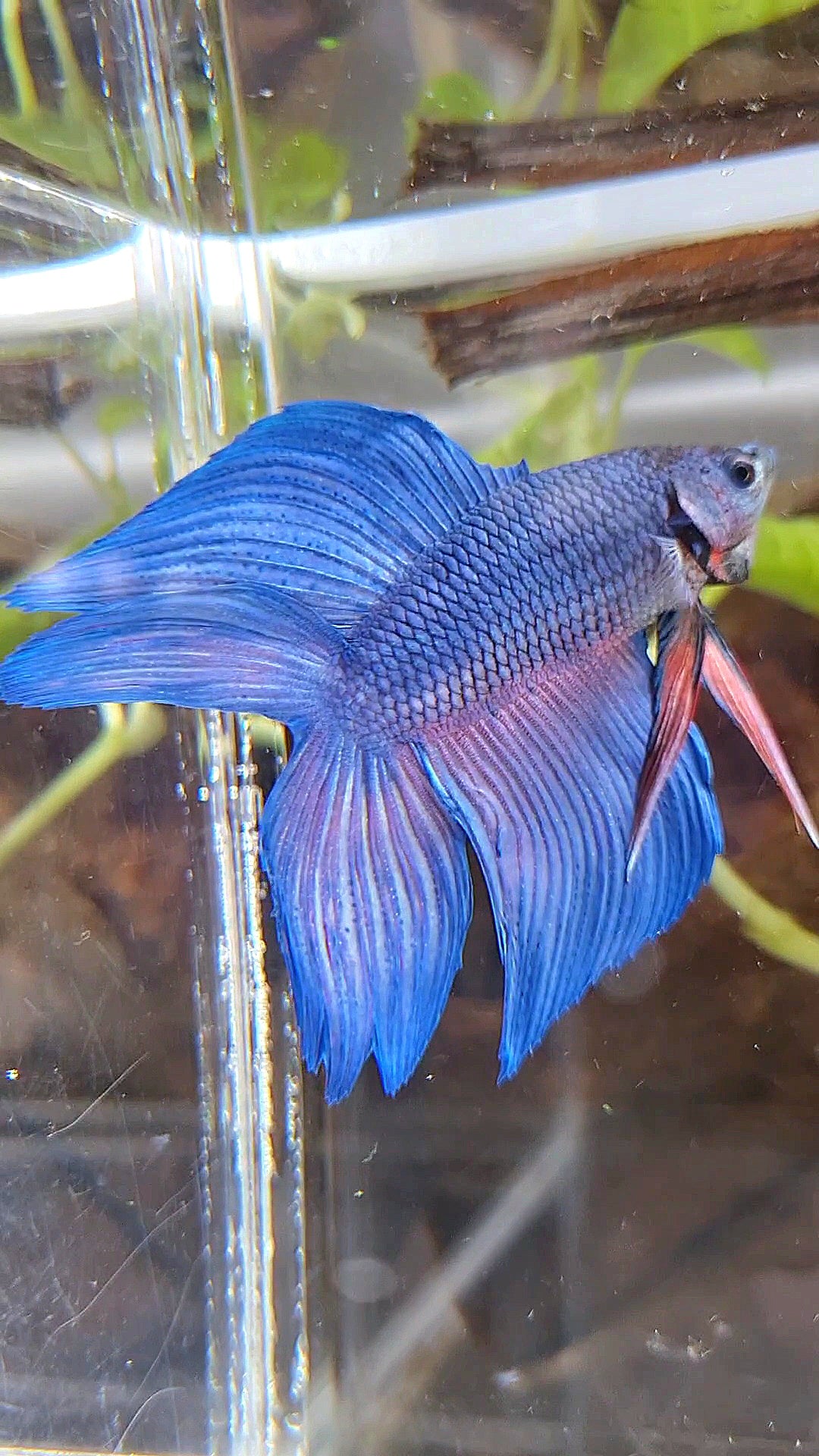 VEILTAIL DOUBLE TAIL BLUE BETTA FISH