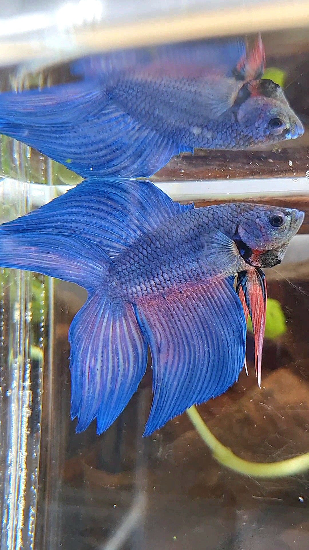 VEILTAIL DOUBLE TAIL BLUE BETTA FISH