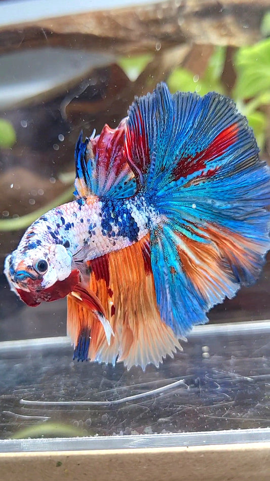 HALFMOON ROSETAIL ORANGE BLUE FANCY MULTICOLOR BETTA FISH