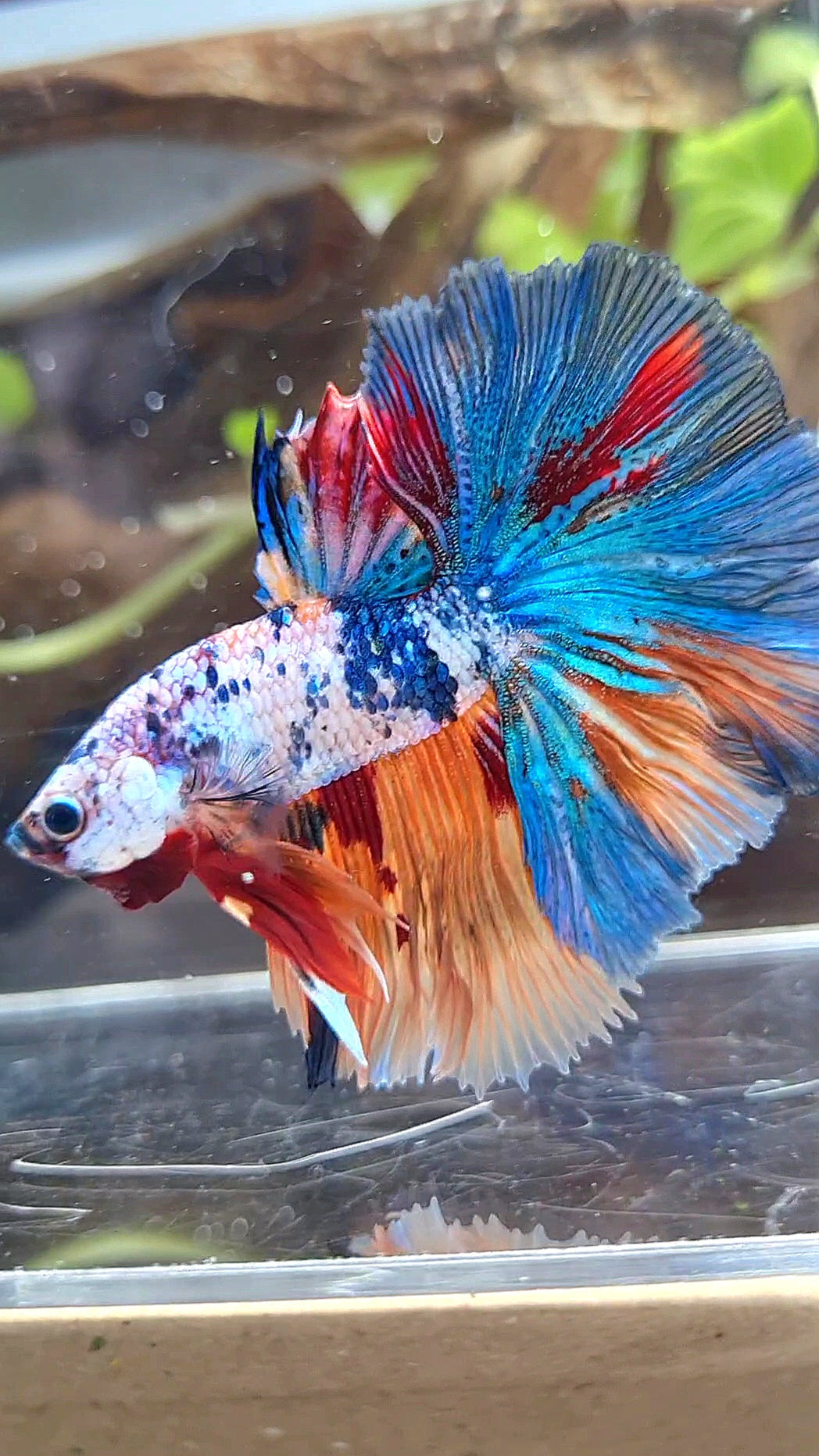 HALFMOON ROSETAIL ORANGE BLUE FANCY MULTICOLOR BETTA FISH