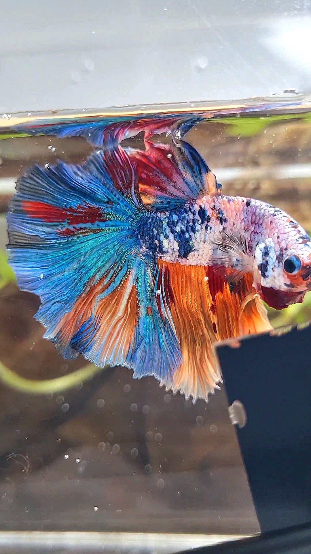 HALFMOON ROSETAIL ORANGE BLUE FANCY MULTICOLOR BETTA FISH