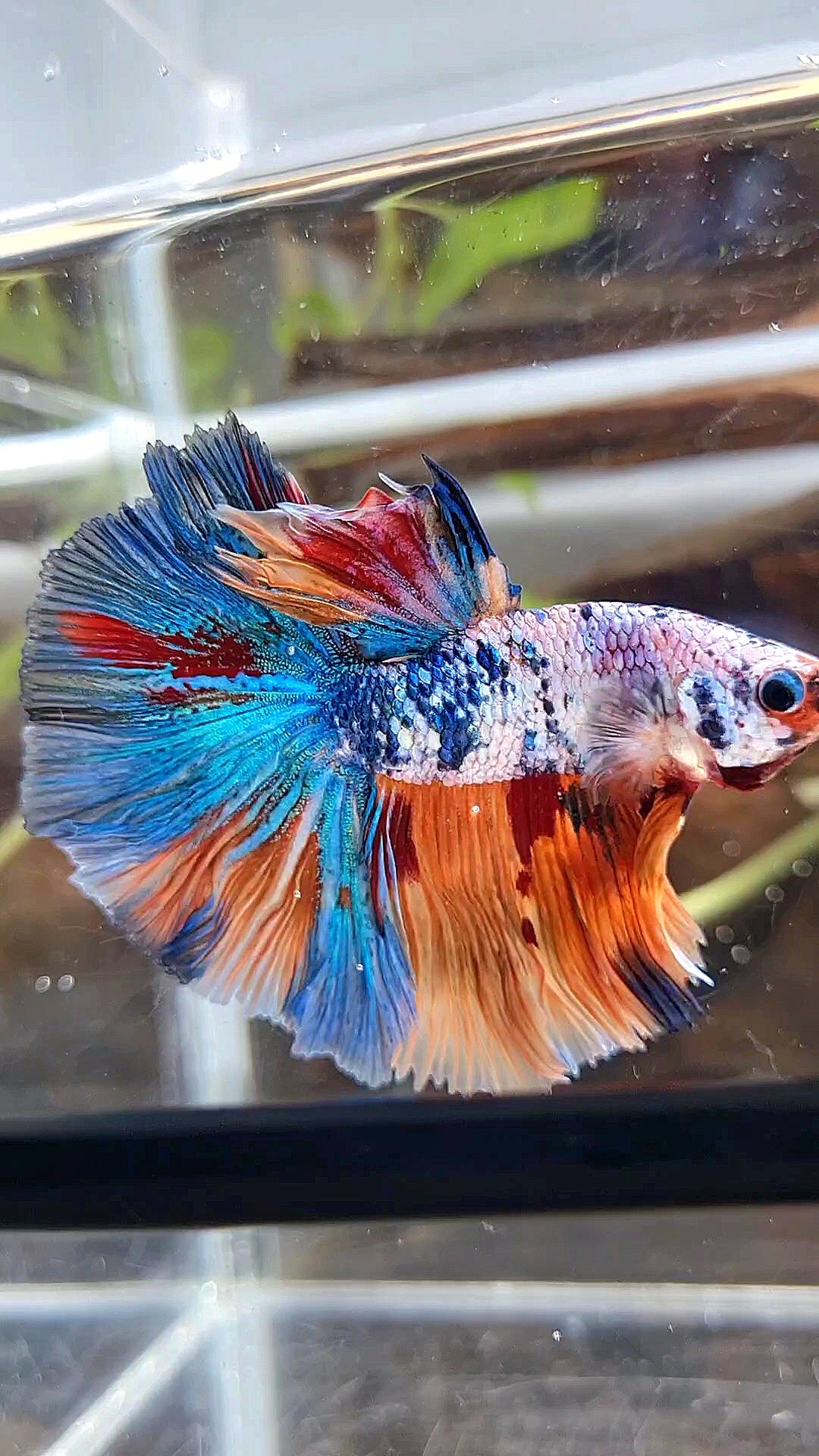 HALFMOON ROSETAIL ORANGE BLUE FANCY MULTICOLOR BETTA FISH