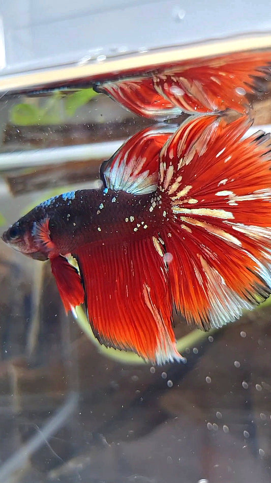 HALFMOON RED GOLD GALAXY BLACK BETTA FISH
