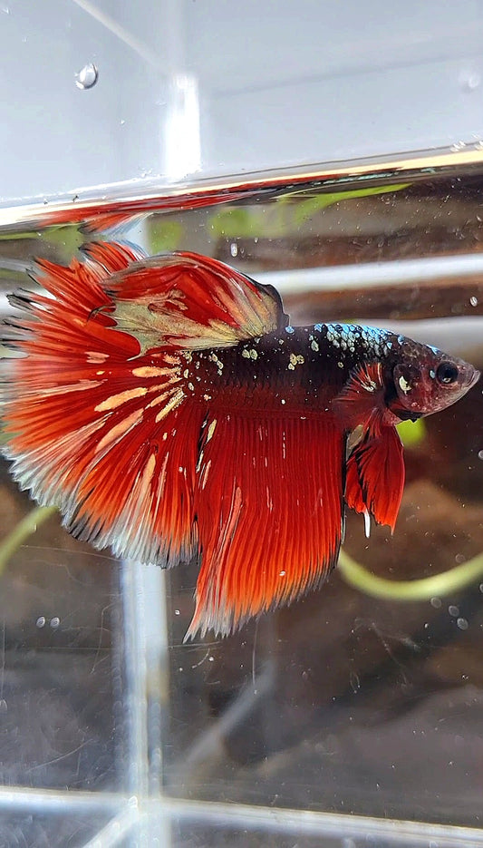 HALFMOON RED GOLD GALAXY BLACK BETTA FISH