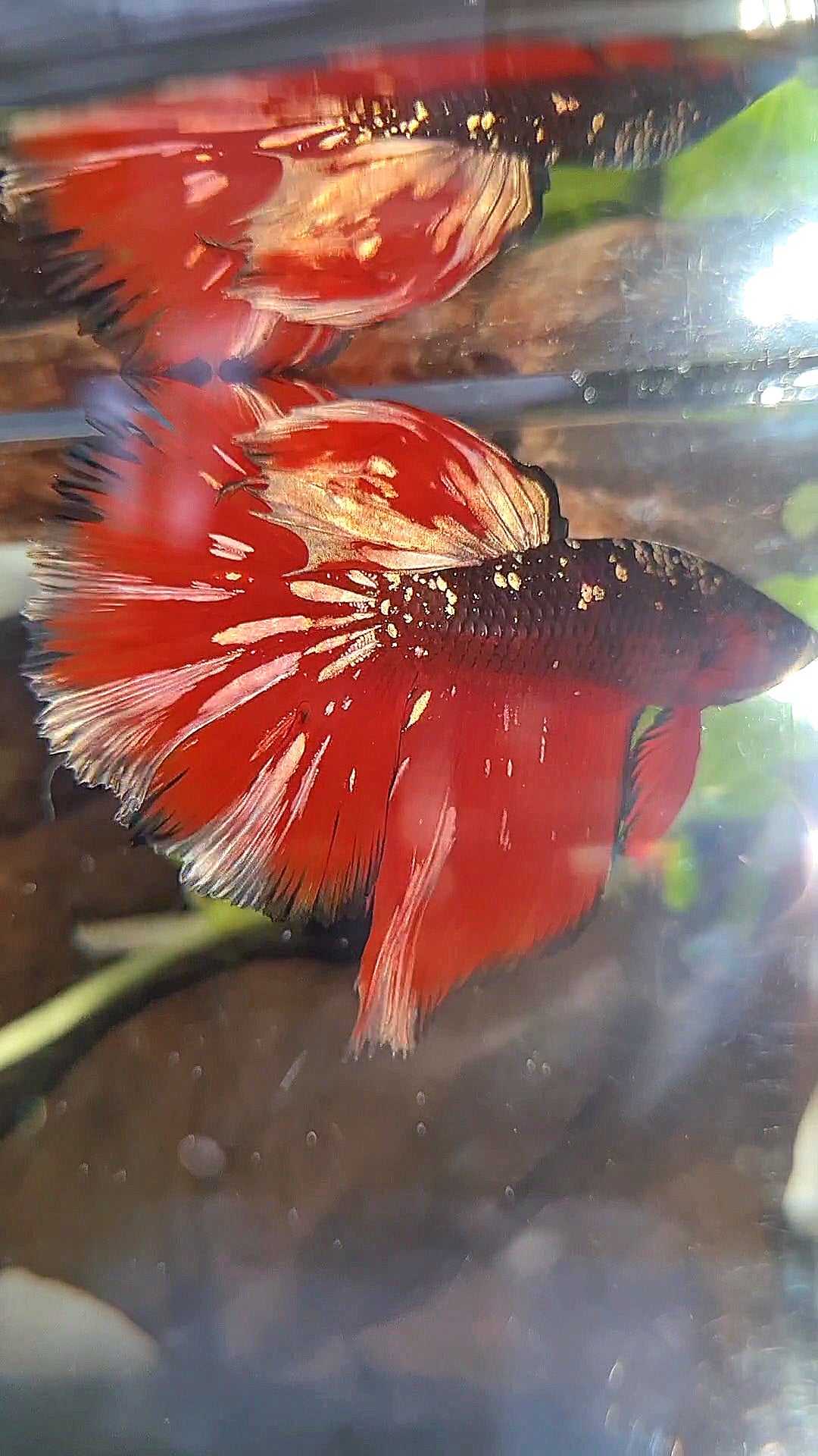 HALFMOON RED GOLD GALAXY BLACK BETTA FISH