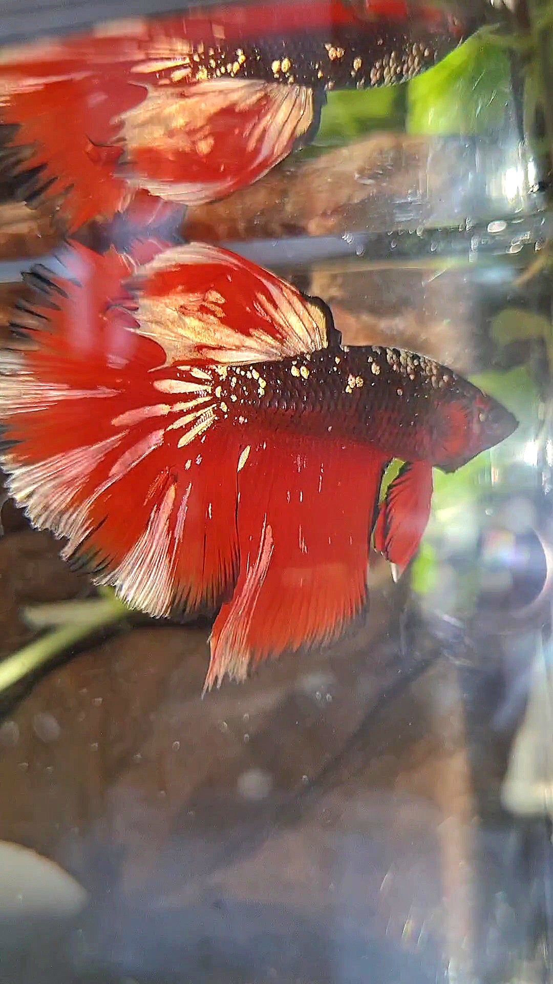 HALFMOON RED GOLD GALAXY BLACK BETTA FISH