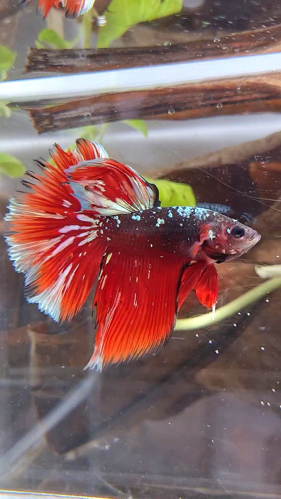 HALFMOON RED GOLD GALAXY BLACK BETTA FISH