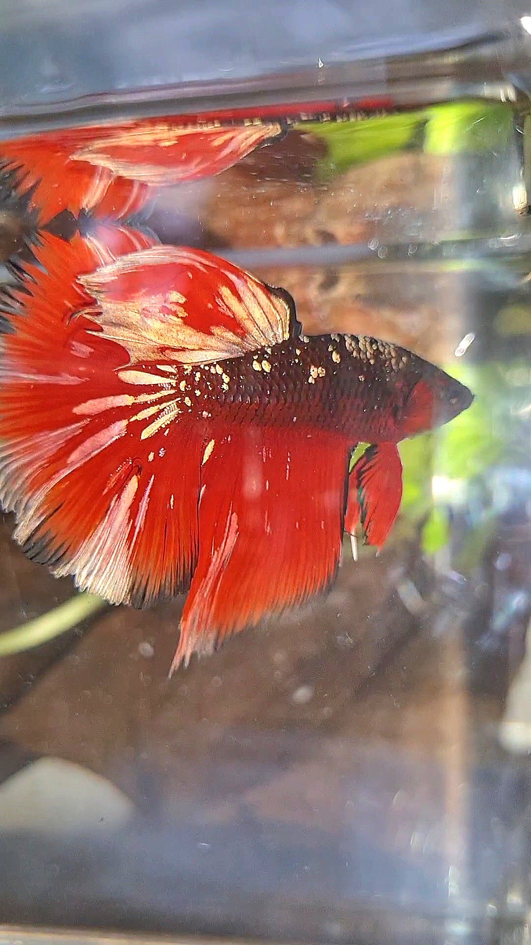 HALFMOON RED GOLD GALAXY BLACK BETTA FISH