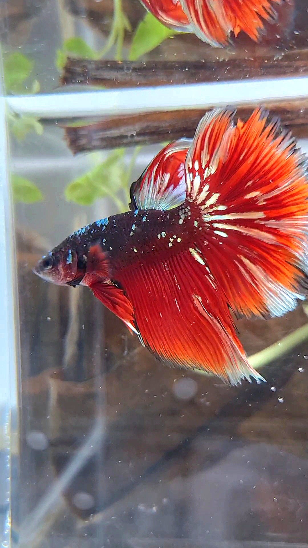 HALFMOON RED GOLD GALAXY BLACK BETTA FISH