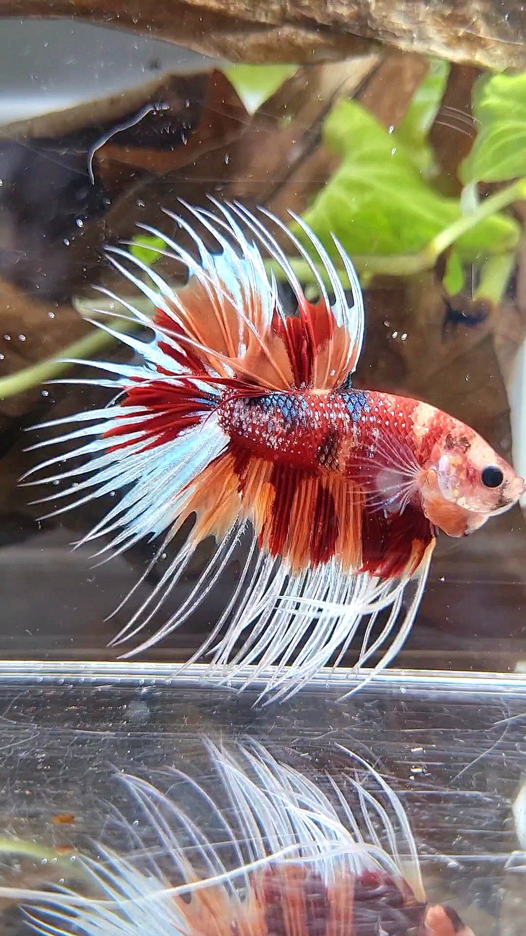 CROWNTAIL METTALIC ORANGE NEMO MULTICOLOR BETTA FISH