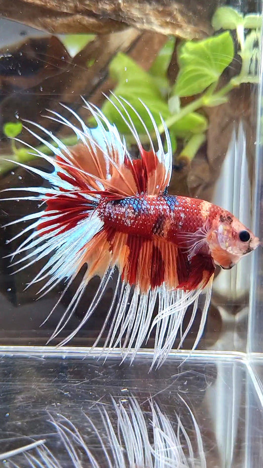 CROWNTAIL METTALIC ORANGE NEMO MULTICOLOR BETTA FISH