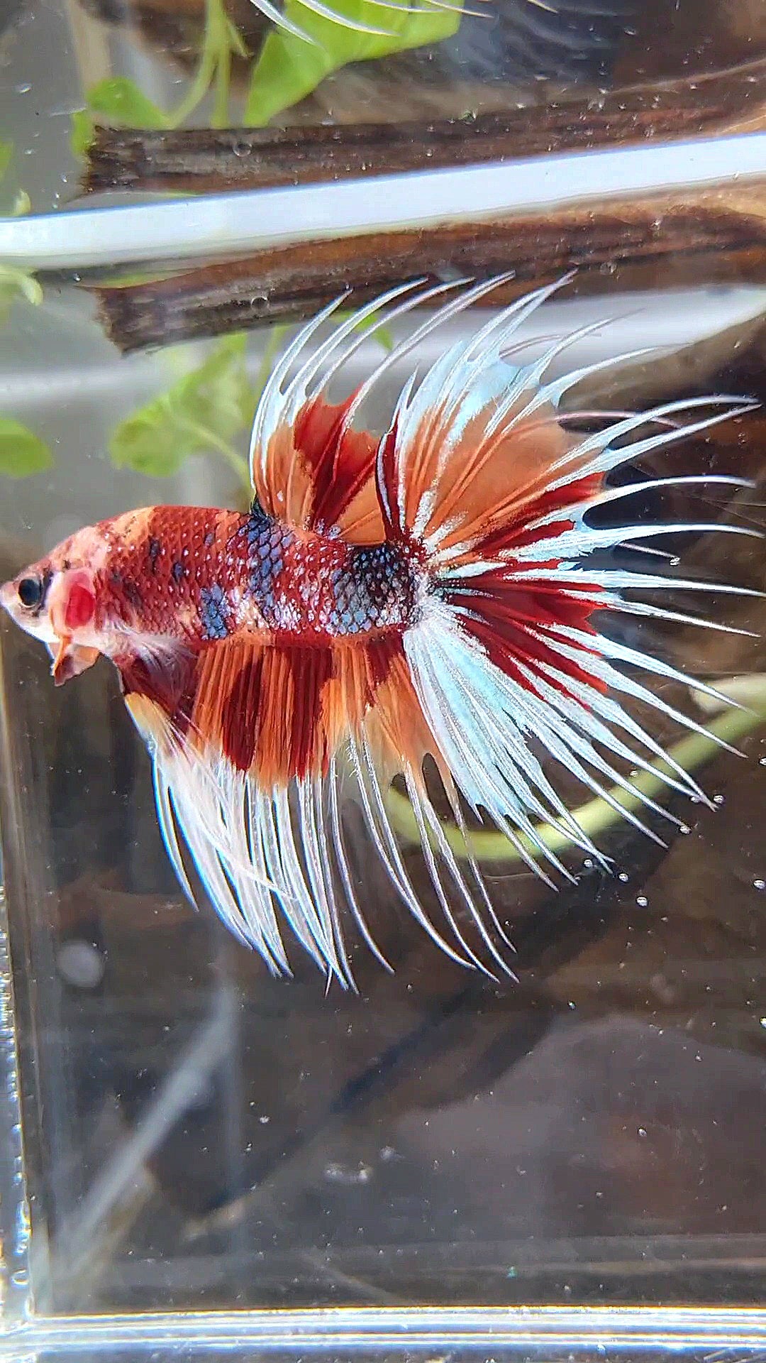 CROWNTAIL METTALIC ORANGE NEMO MULTICOLOR BETTA FISH