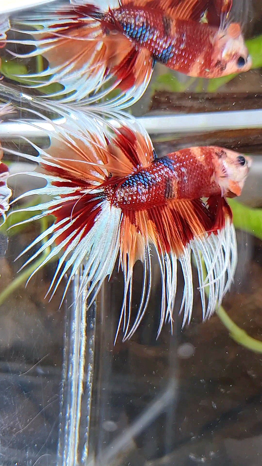 CROWNTAIL METTALIC ORANGE NEMO MULTICOLOR BETTA FISH