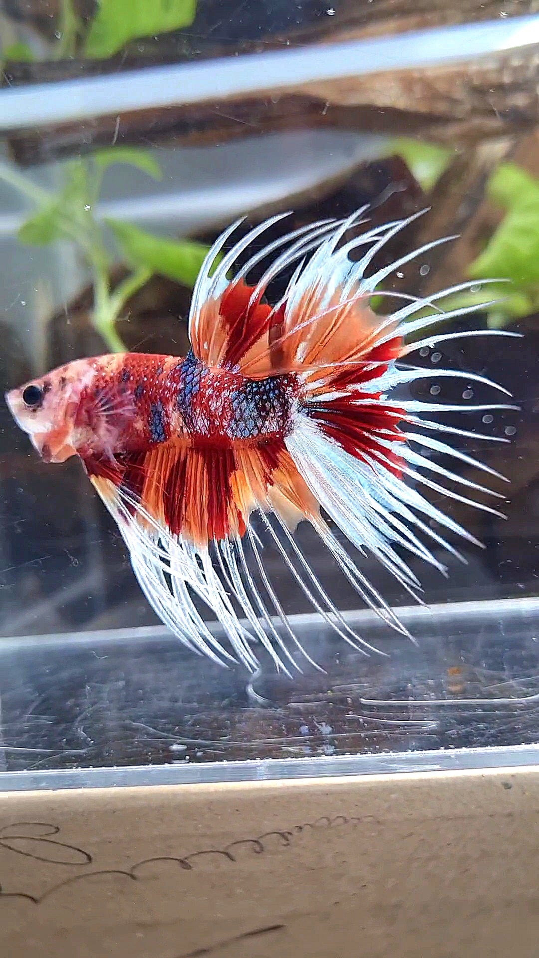 CROWNTAIL METTALIC ORANGE NEMO MULTICOLOR BETTA FISH