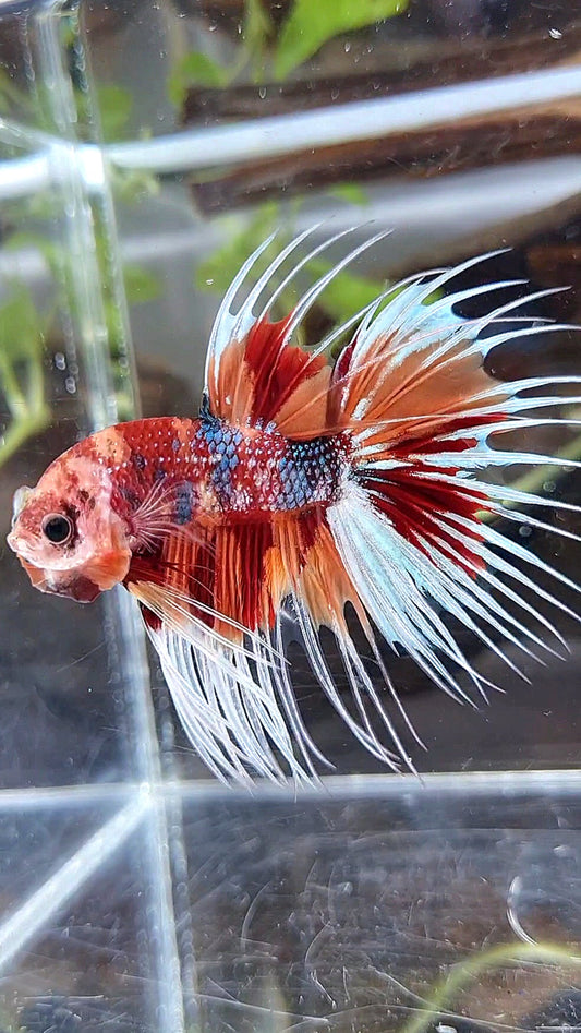 CROWNTAIL METTALIC ORANGE NEMO MULTICOLOR BETTA FISH