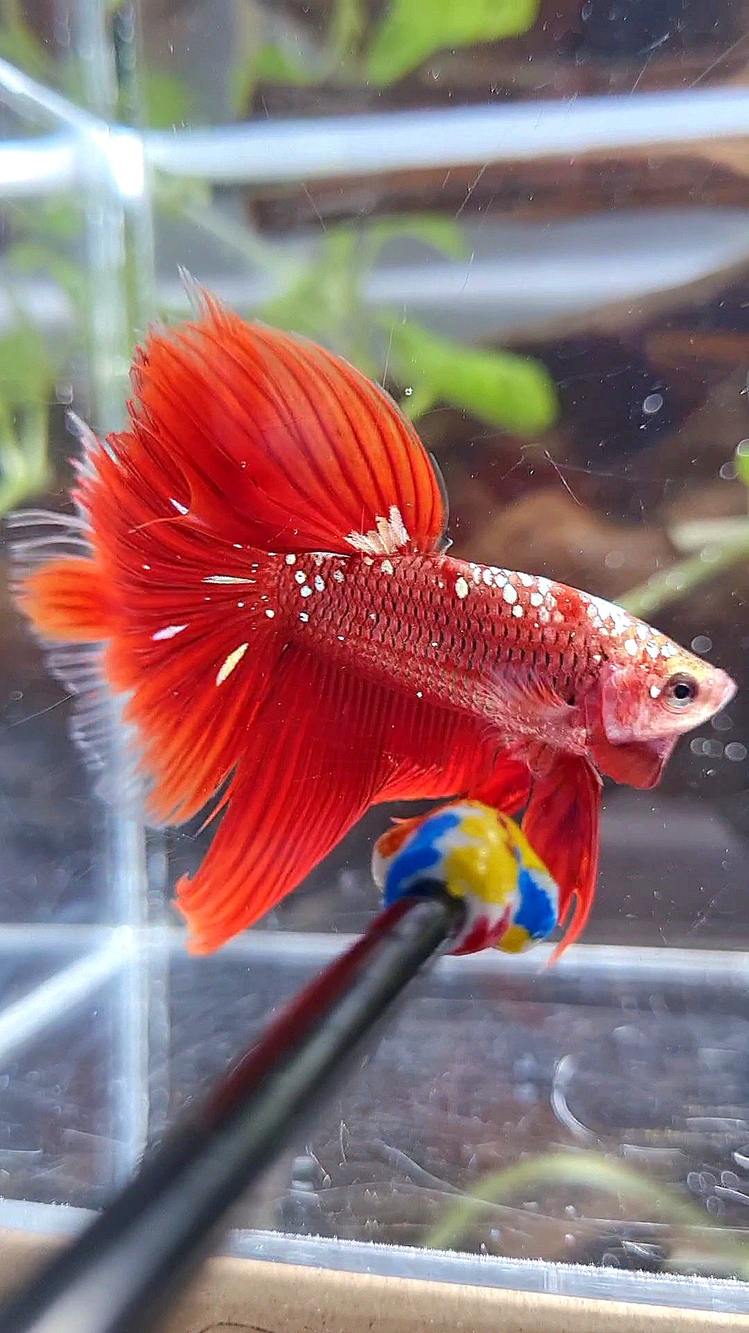 HALFMOON RED GOLD GALAXY BETTA FISH