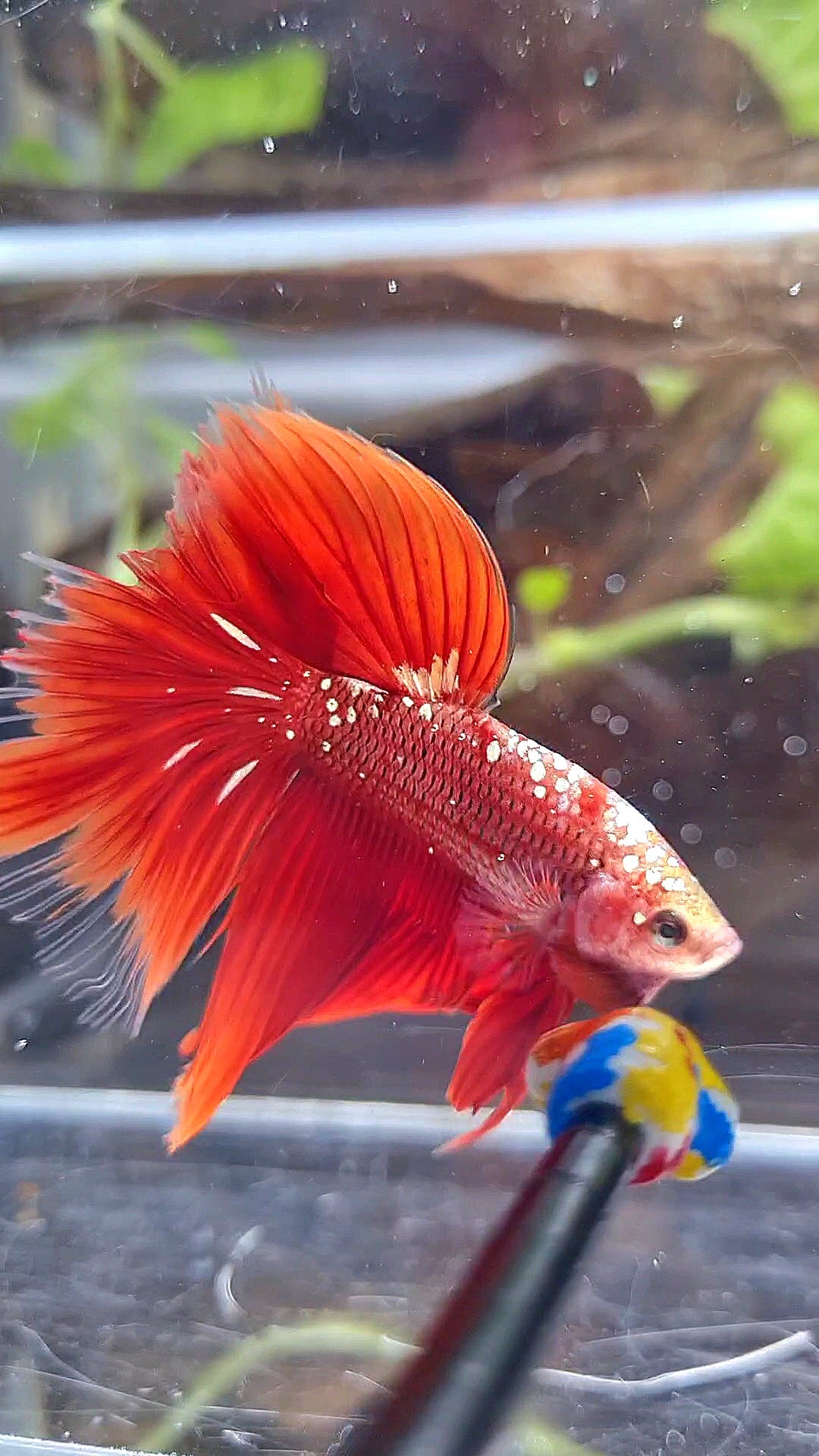 HALFMOON RED GOLD GALAXY BETTA FISH