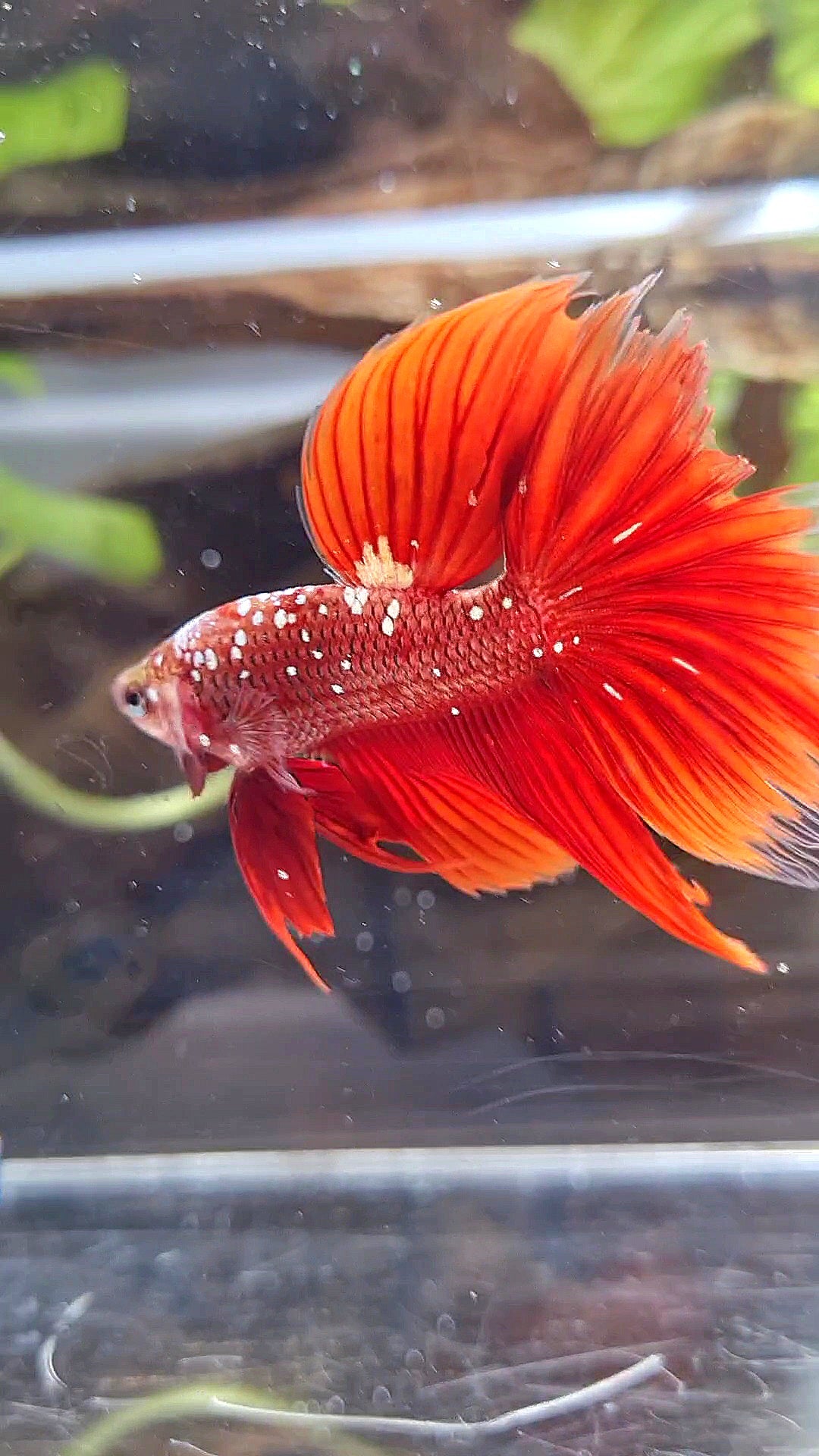 HALFMOON RED GOLD GALAXY BETTA FISH