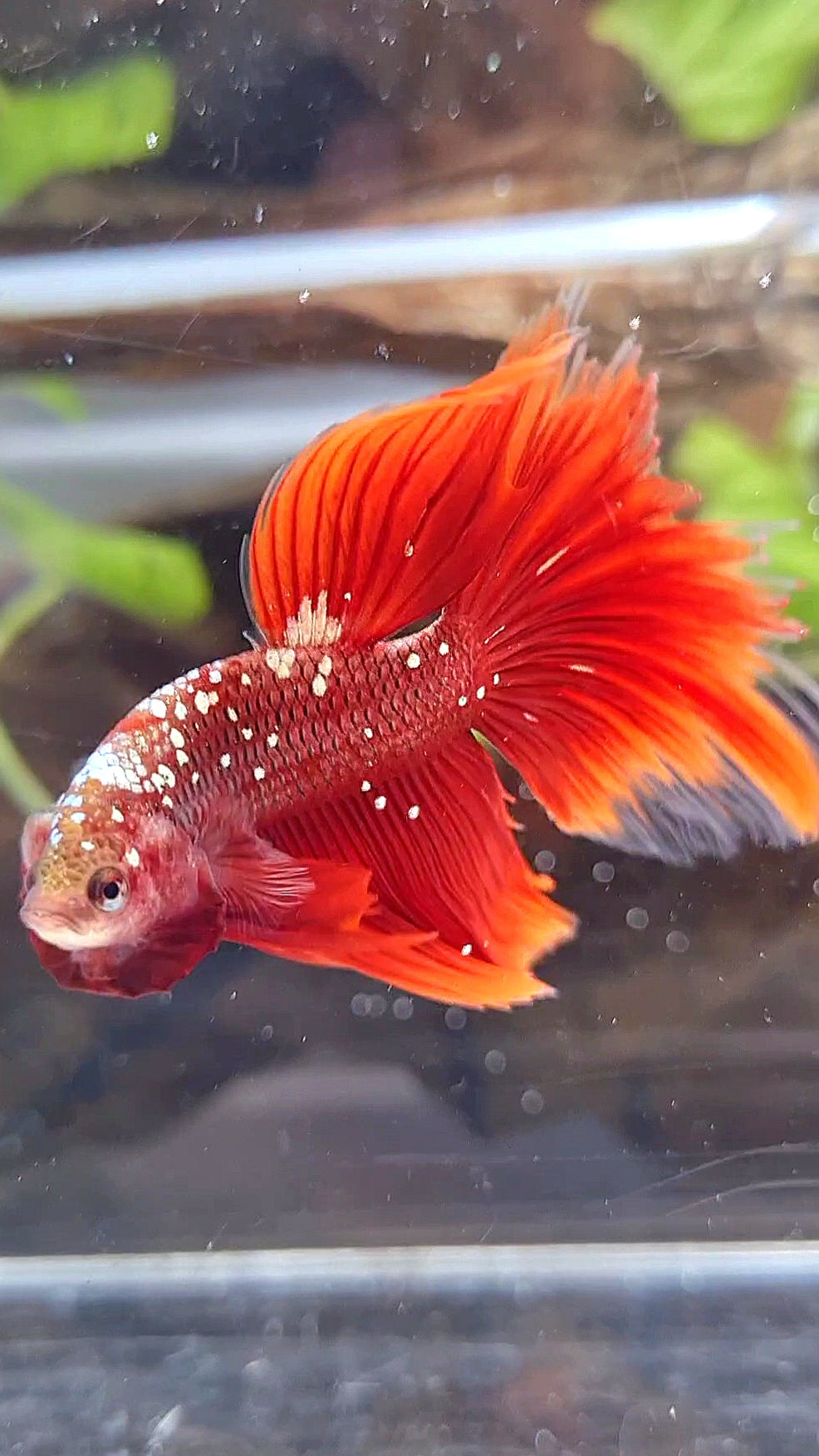 HALFMOON RED GOLD GALAXY BETTA FISH