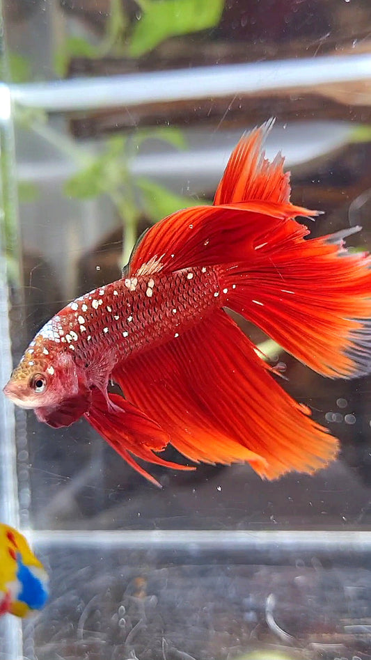 HALFMOON RED GOLD GALAXY BETTA FISH