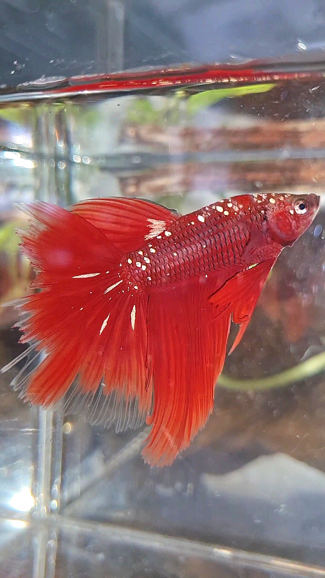 HALFMOON RED GOLD GALAXY BETTA FISH
