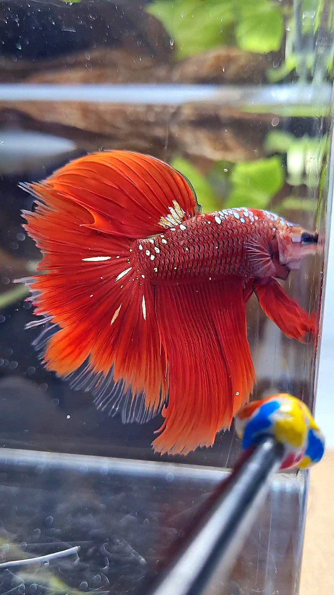 HALFMOON RED GOLD GALAXY BETTA FISH