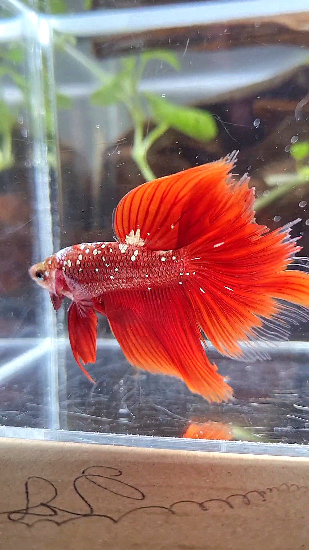HALFMOON RED GOLD GALAXY BETTA FISH