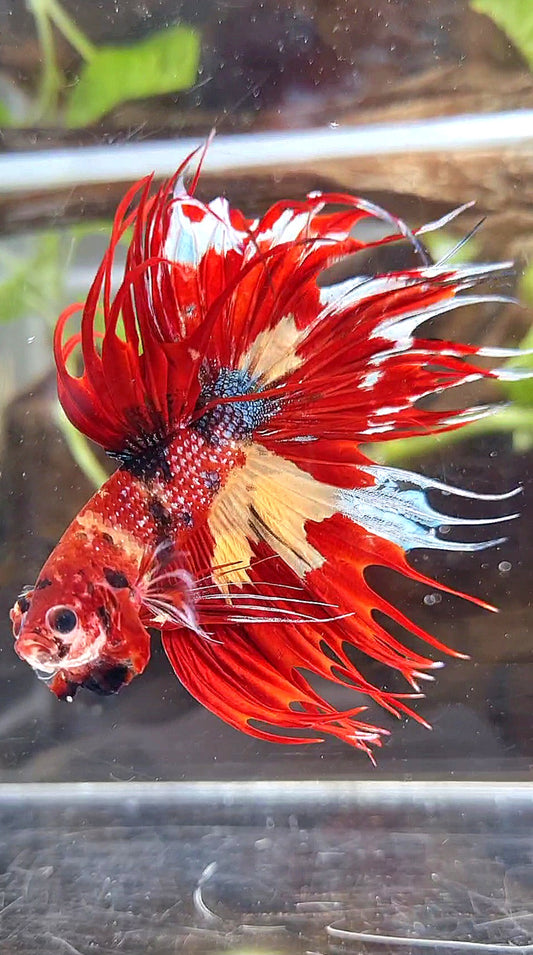 3 FISH CROWNTAIL RED FANCY MULTICOLOR, HALFMOON SUPER ORANGE, VEILTAIL ARMAGEDDON FIRE BETTA FISH