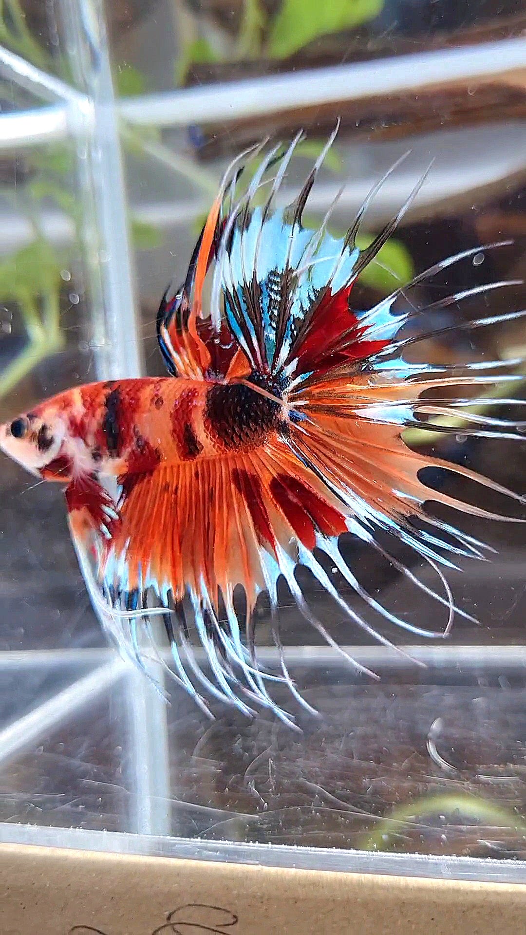 CROWNTAIL ORANGE KOI TIGER MULTICOLOR BETTA FISH