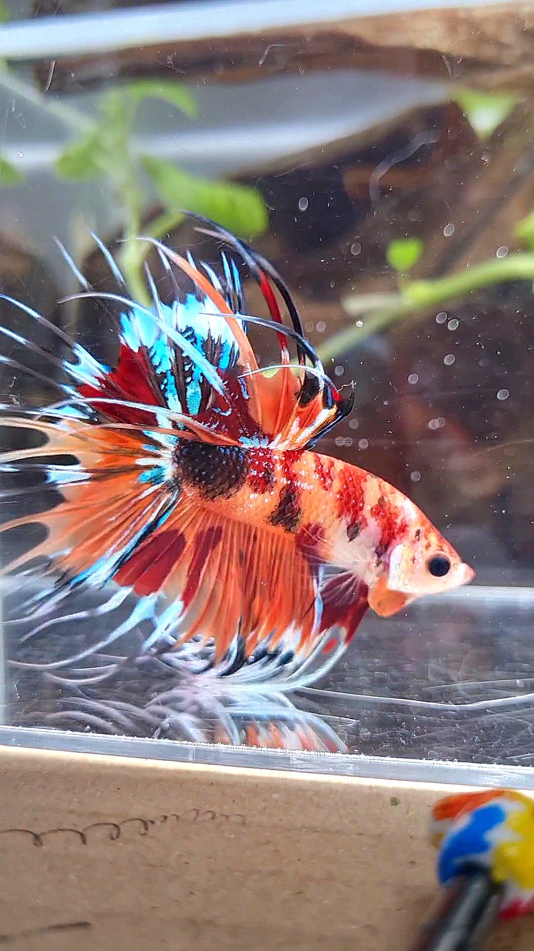 CROWNTAIL ORANGE KOI TIGER MULTICOLOR BETTA FISH