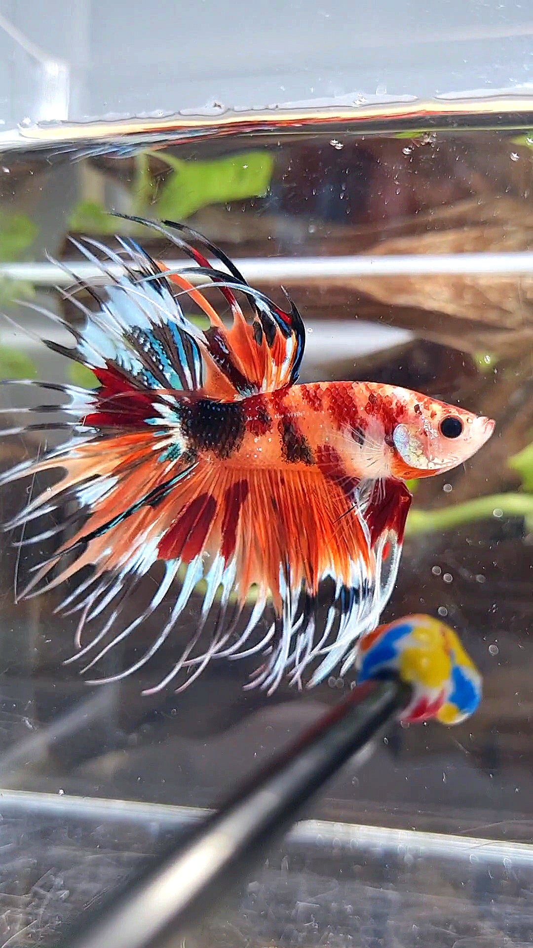 CROWNTAIL ORANGE KOI TIGER MULTICOLOR BETTA FISH