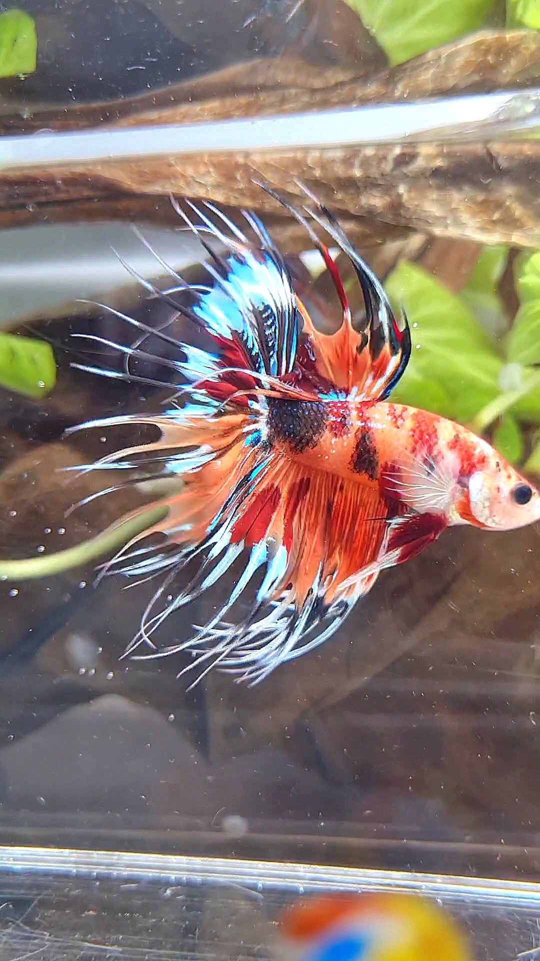 CROWNTAIL ORANGE KOI TIGER MULTICOLOR BETTA FISH