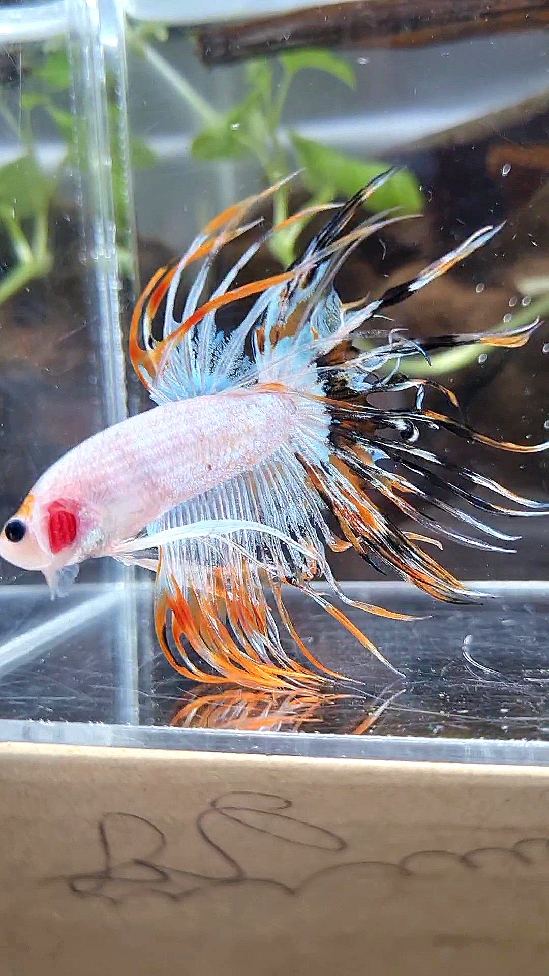 CROWNTAIL ORANGE BLACK RIM FANCY BETTA FISH