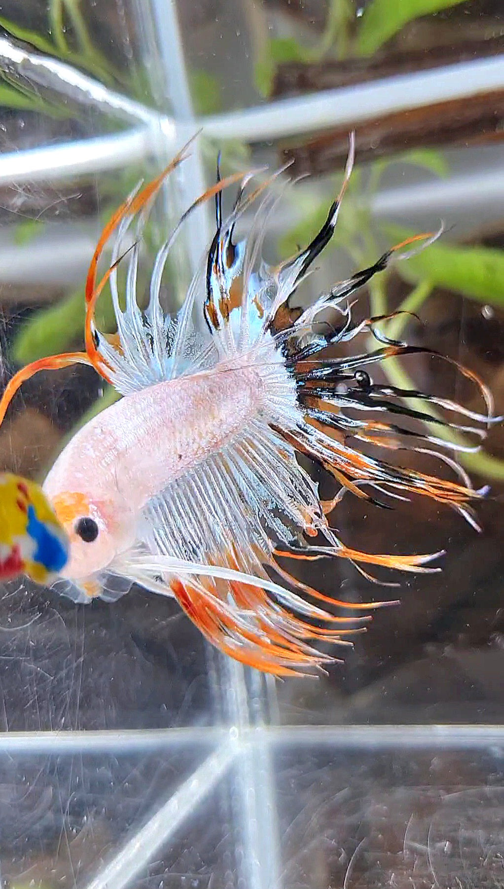 CROWNTAIL ORANGE BLACK RIM FANCY BETTA FISH