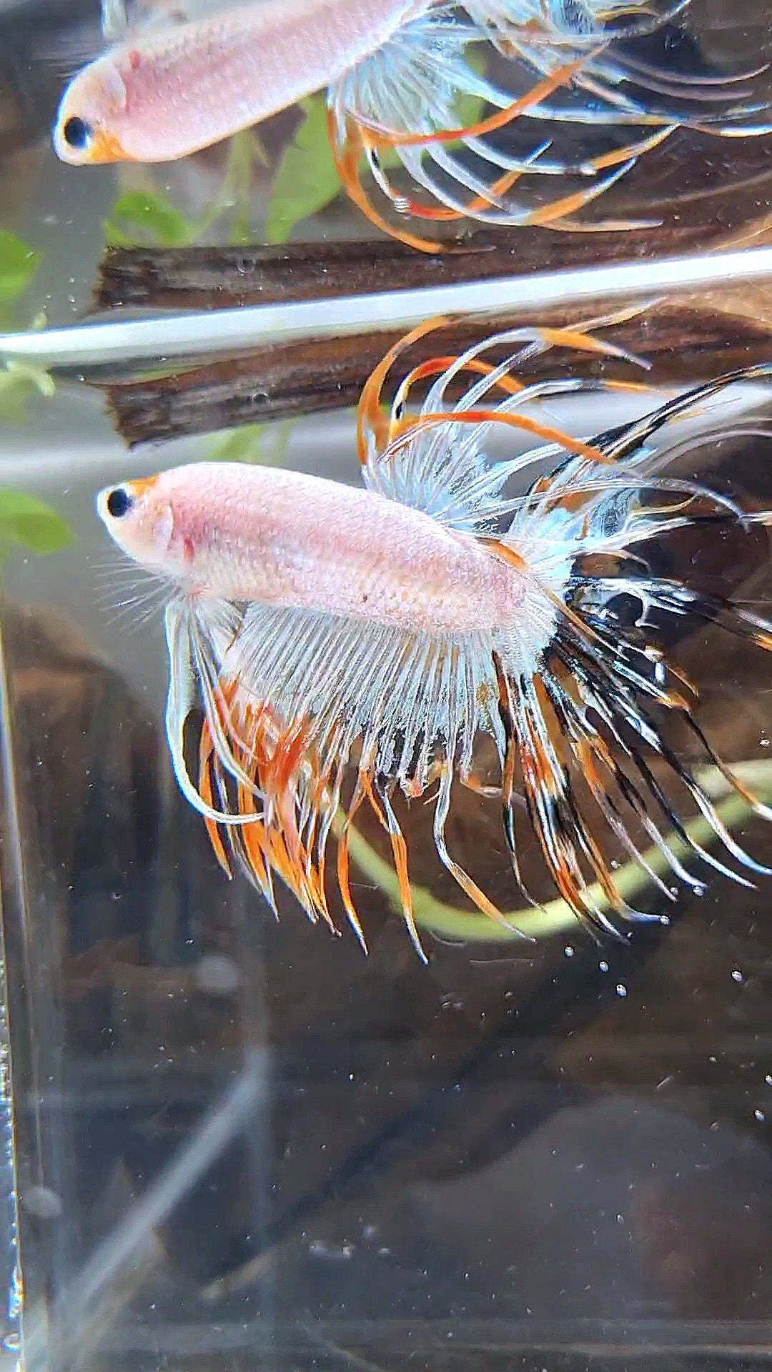 CROWNTAIL ORANGE BLACK RIM FANCY BETTA FISH
