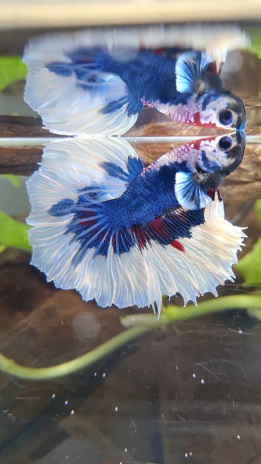 HALFMOON FEATHER TAIL BIG EAR BLUE FANCY PATTERN BETTA FISH