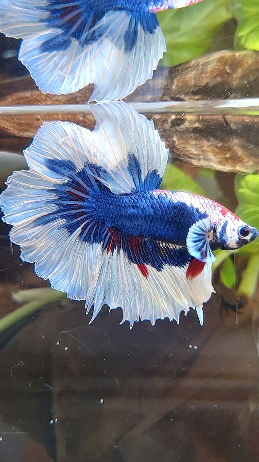 HALFMOON FEATHER TAIL BIG EAR BLUE FANCY PATTERN BETTA FISH