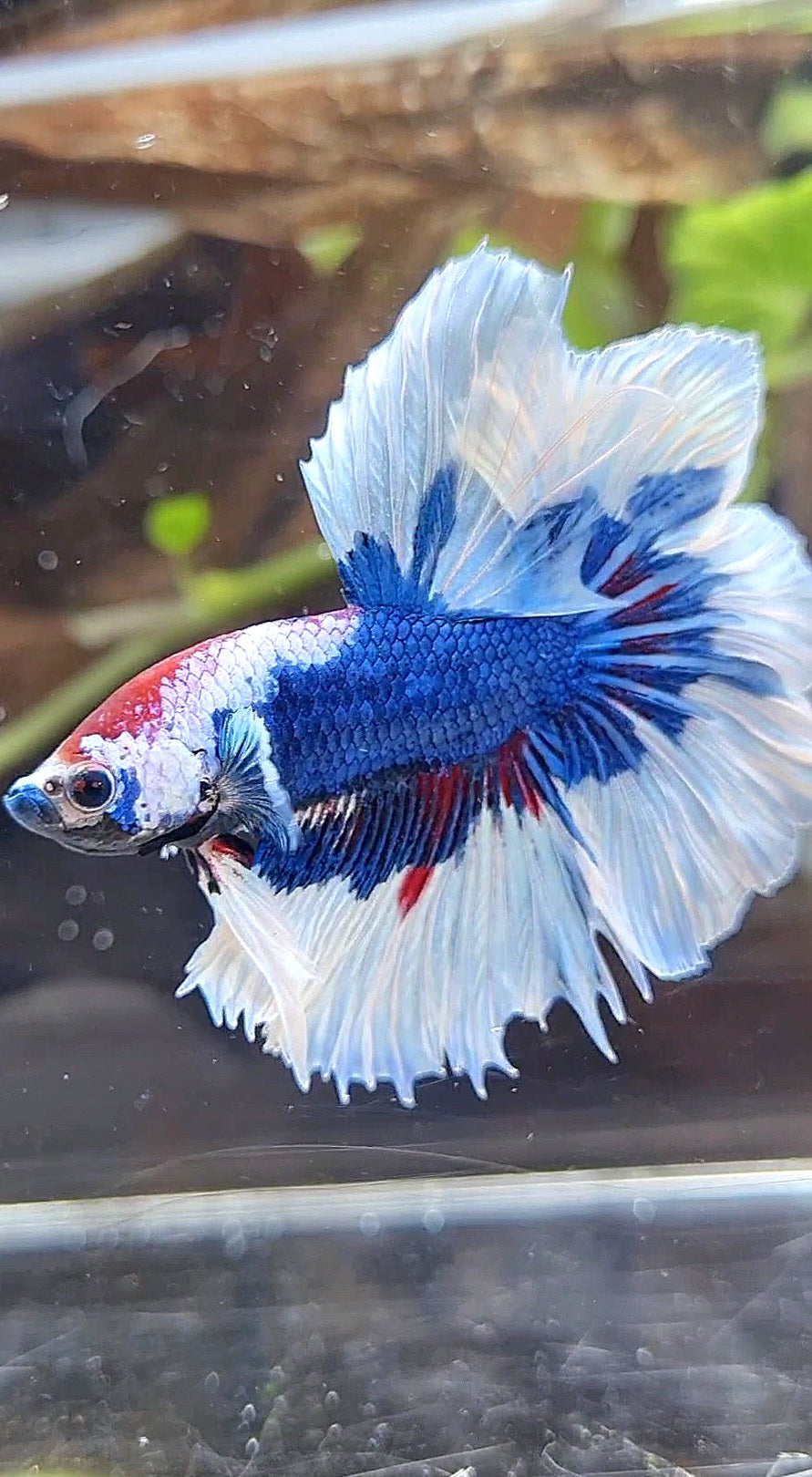 HALFMOON FEATHER TAIL BIG EAR BLUE FANCY PATTERN BETTA FISH